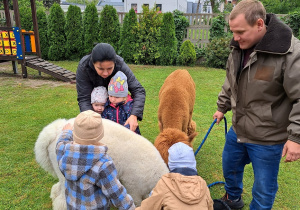 Dzieci delikatnie dotykają wełny alpaki.